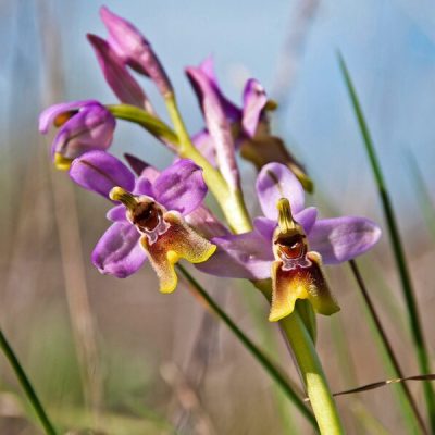 17310333_1408030572589251_6442346798963644478_o – eduardo martin