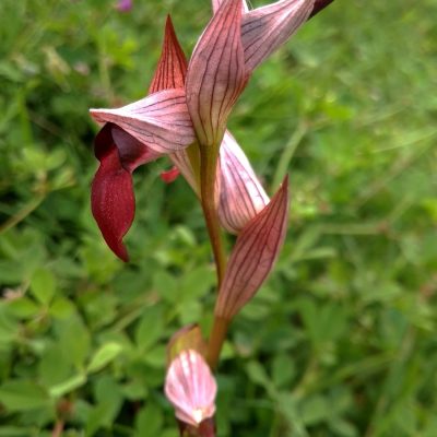 A_CerroTomillar_7 – eduardo martin