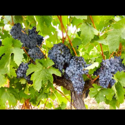 IMG_20200817_205634_700 – Antonio Garzon